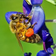 Honeybee with Bulging Pollen Baskets in Legs