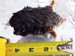 Showing a Lawn Mole's Average Size
