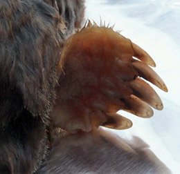A Mole's Over-sized Digging Claws