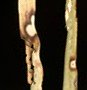 Helminthosporium Leaf Spot and Melting Out Disease