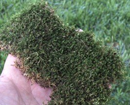A Patch of Lawn Moss