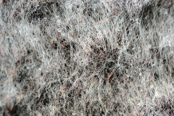 Mycellium is a Web-like Material Produced by a Fungal Infection