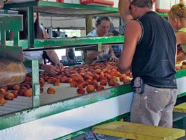 Packing Peaches on the Bader Farm