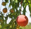 Bill Bader Peach Orchard