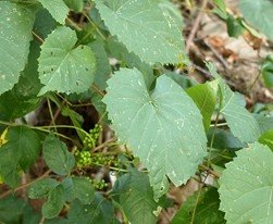 Poison Ivy Plant Hiding Under a Kudzu Vine