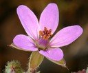 Redstem Filaree Flower - Winter Annual Lawn Weed