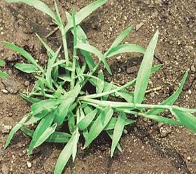 Young Smooth Crabgrass Plant