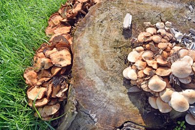 Conks are the Sign of Internal Decaying Fungi in Trees
