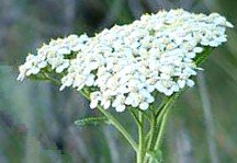 Common Yarrow Flower Cluster