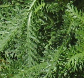 Common Yarrow Fern-Like Leaves