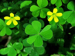 Yellow Woodsorrel Summer Annual Lawn Weed