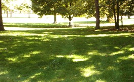 Zoysia Planted in Shade